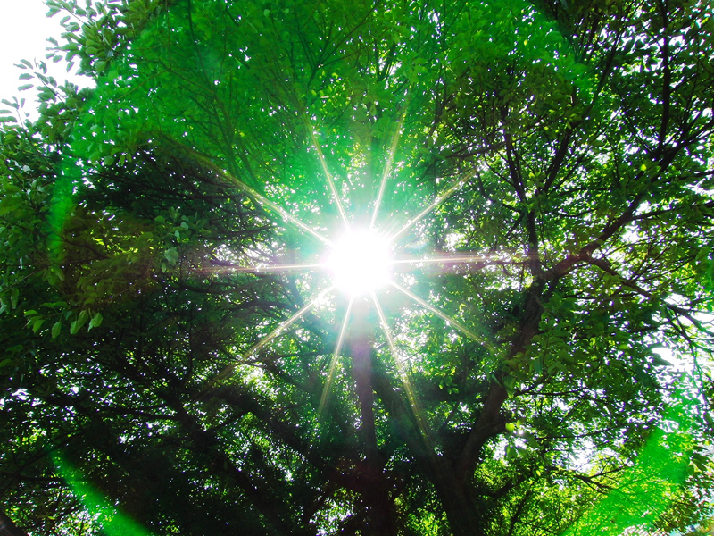 ���z�̌��ƕ�