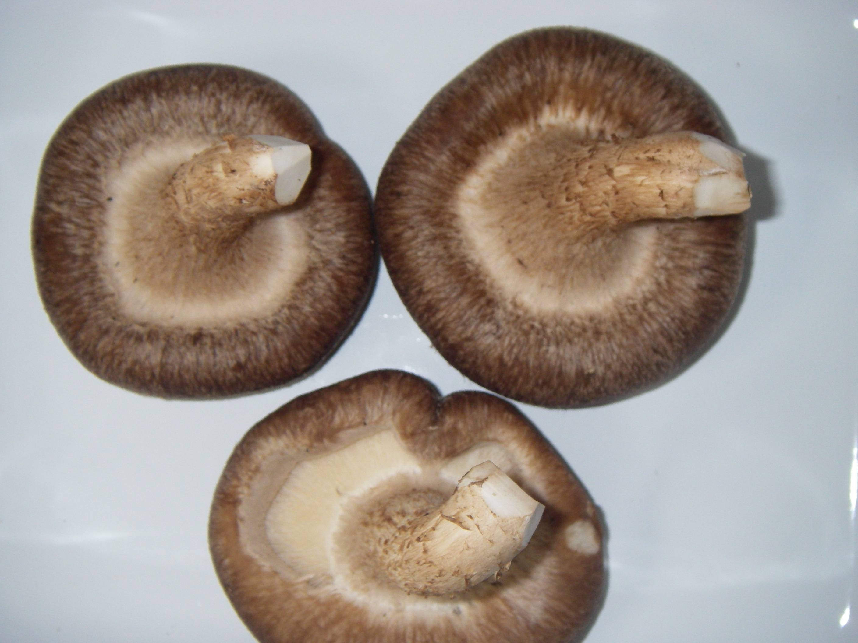 �����ő�(��������)�̍����@�ۂ��Ɗ����p�̐؂��