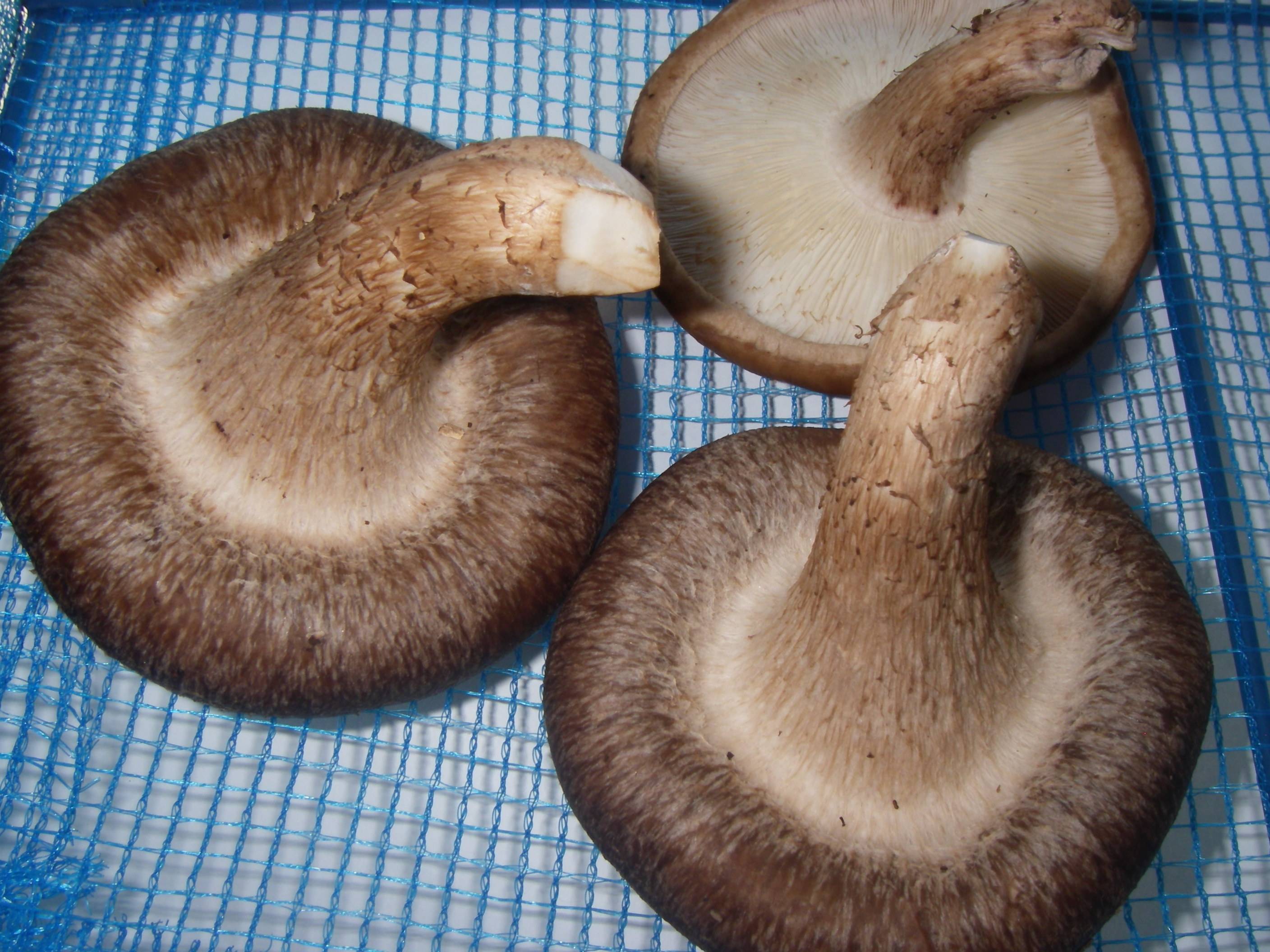 �����ő�(��������)�̍����@�ۊ����̊�����