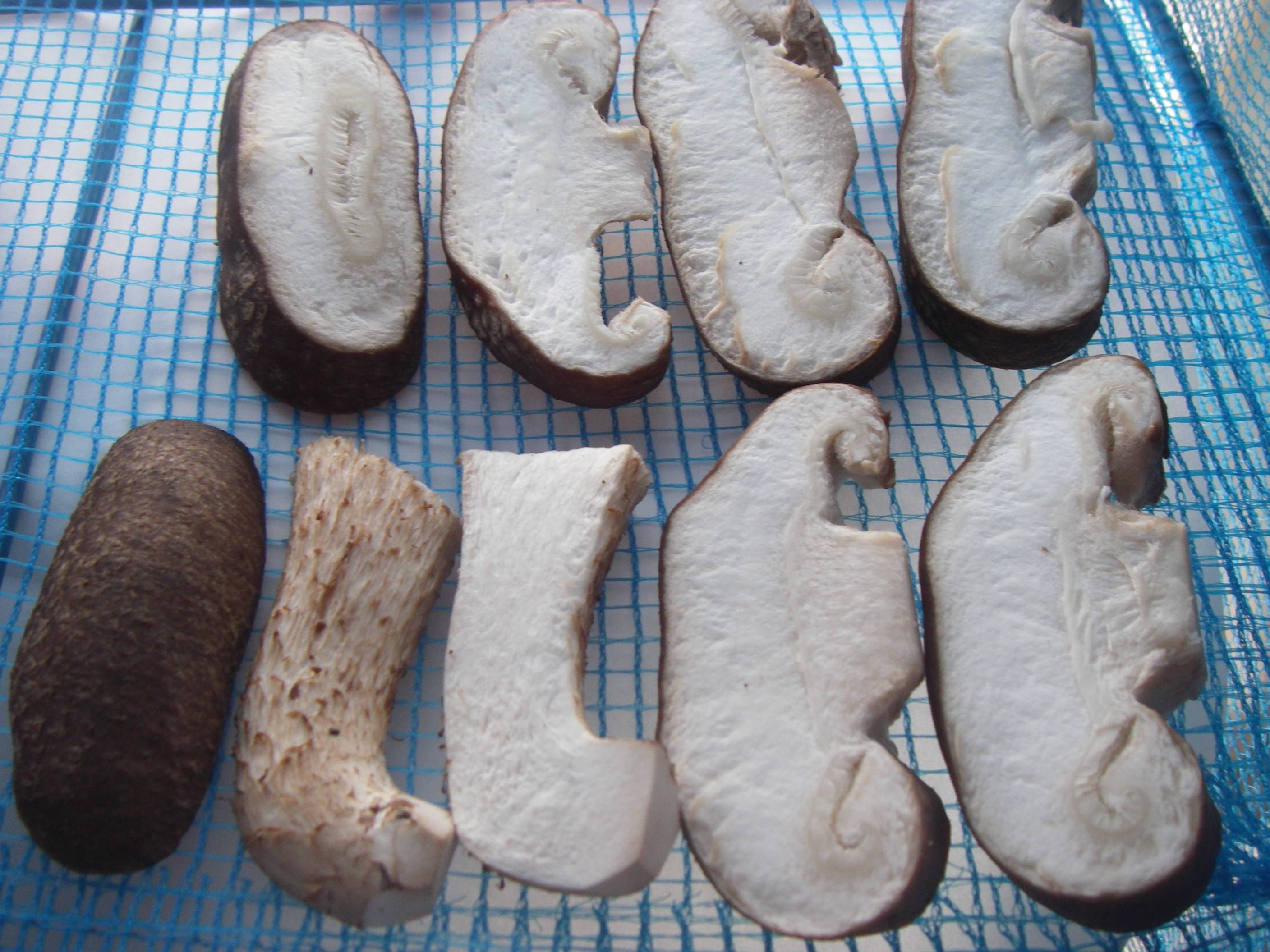 �����ő�(��������)�̍����@�֐؂花���̊�����