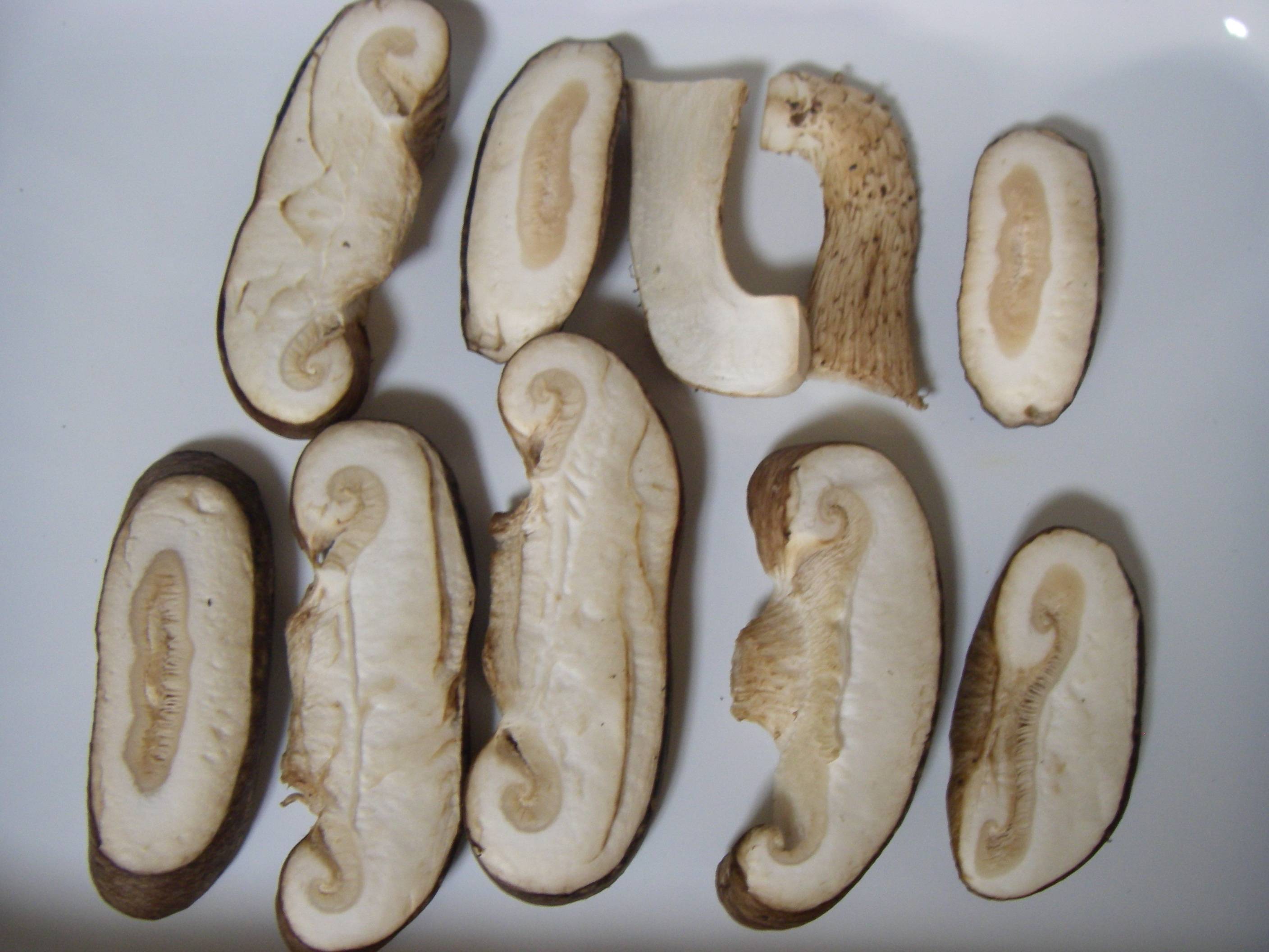 �����ő�(��������)�̍����@�֐؂�Z�~�h���C�̊����C���[�W