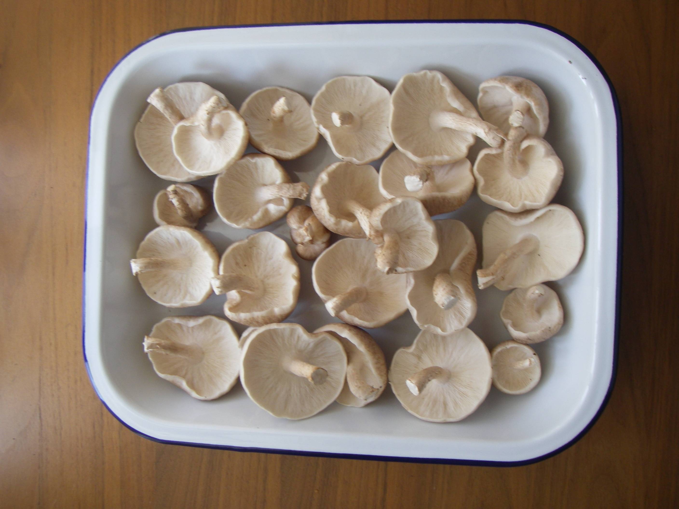 �����͔|�ō̂ꂽ�ő�