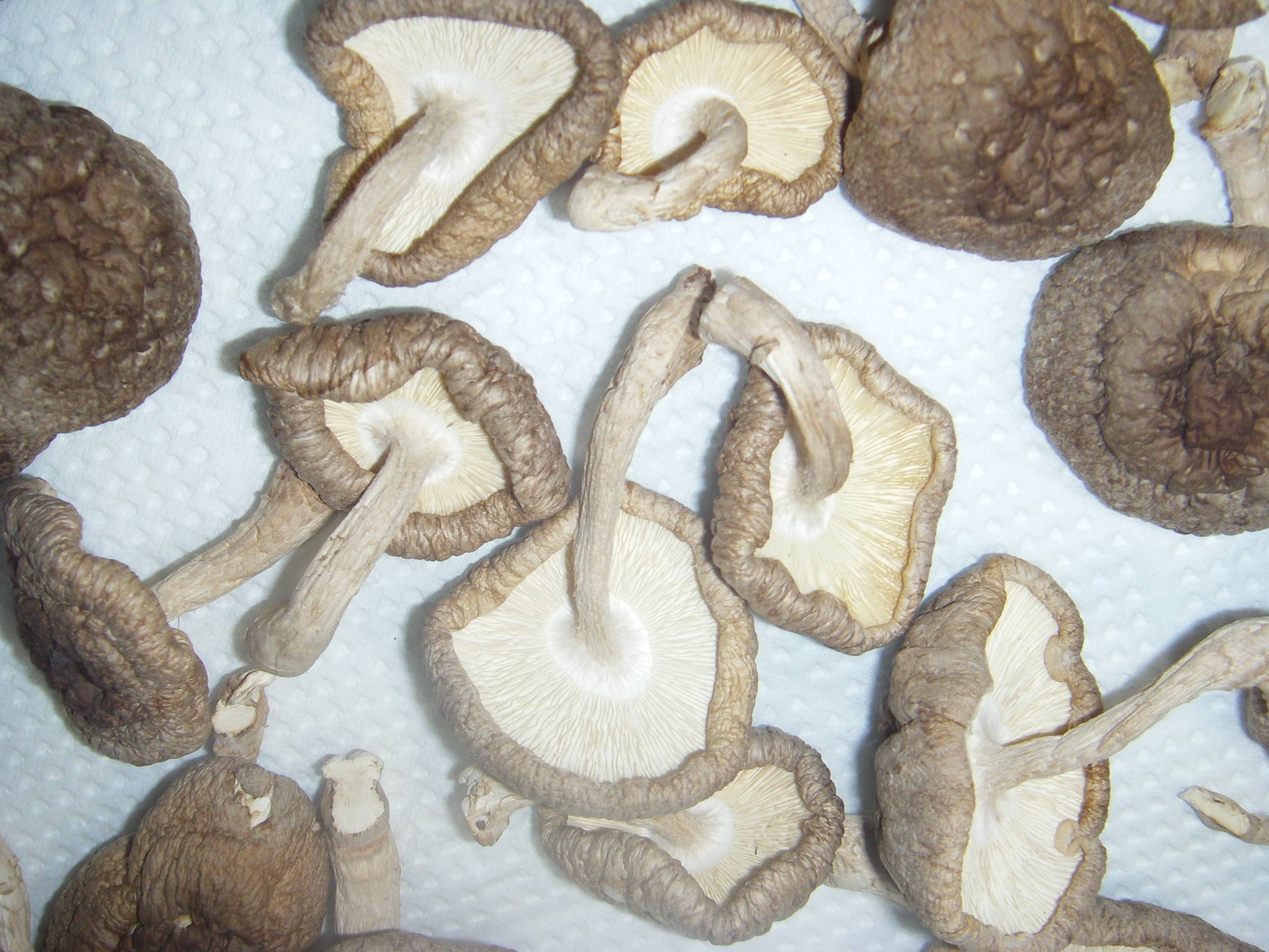 ���߂č����������؁@������������