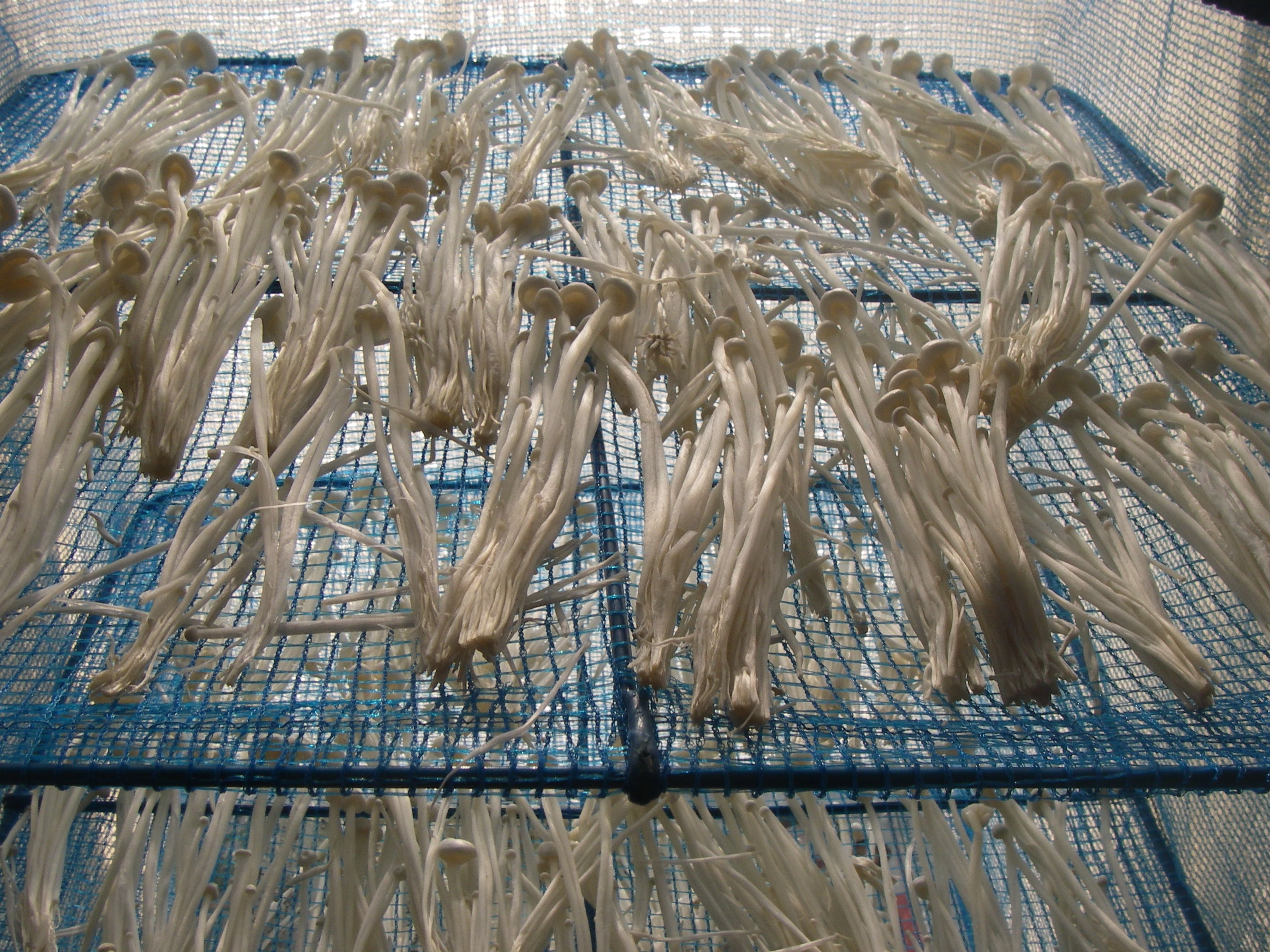 �������̂��̍����@������؃l�b�g�ɓ���Ċ����܂��傤