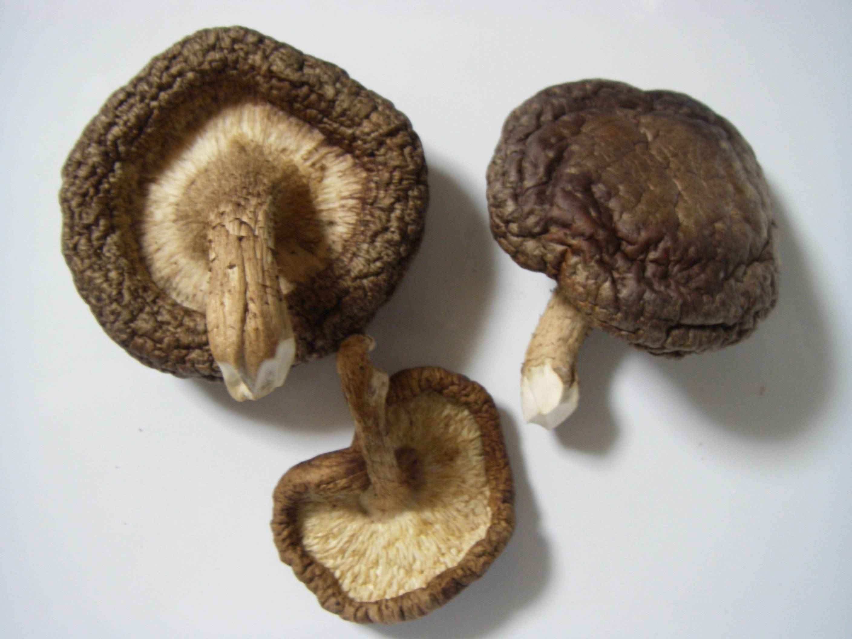 �����ő�(��������)�̍����@�ۊ����t���h���C�̊����C���[�W