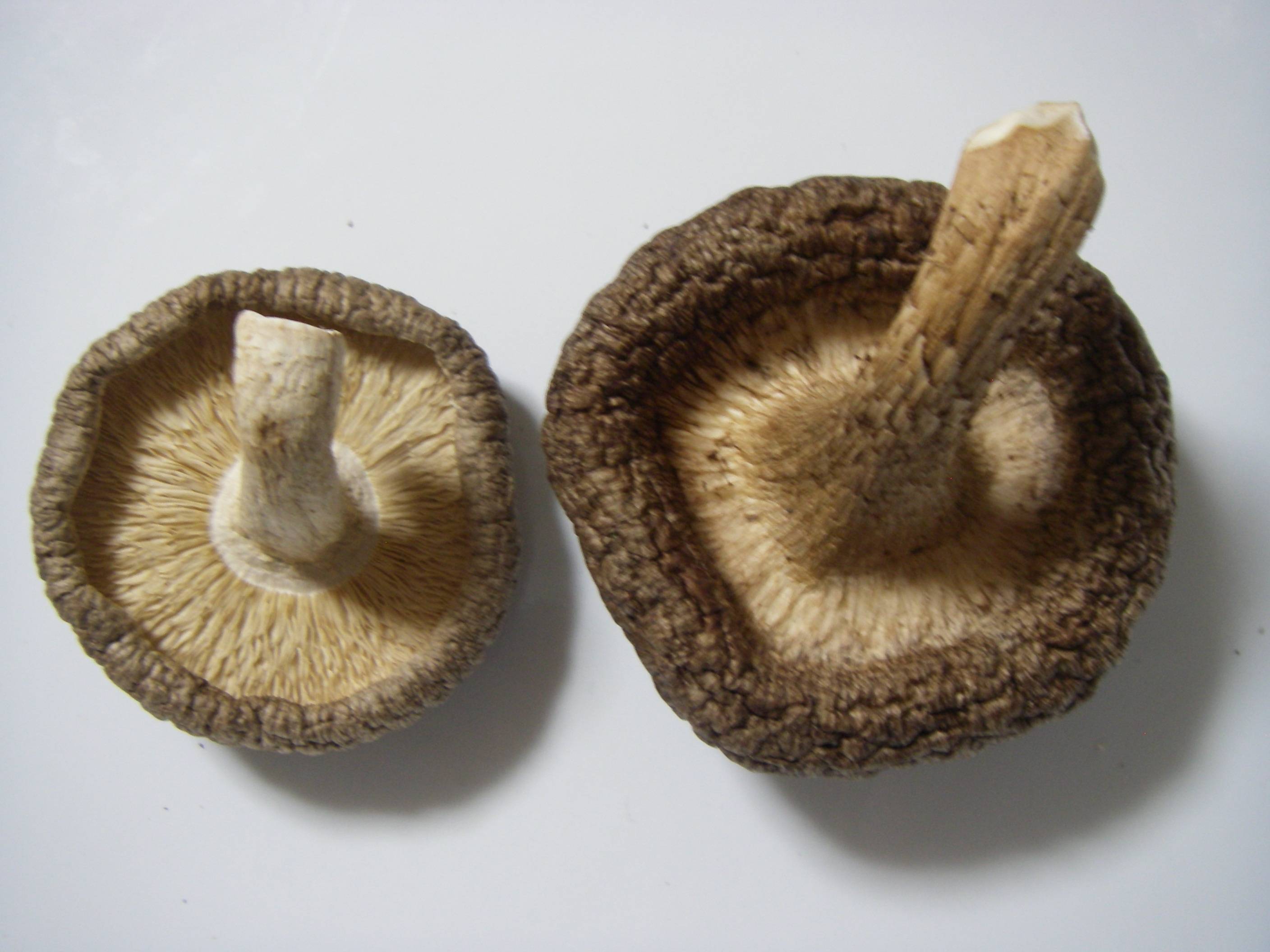 �����ő�(��������)�@���؍͔|�Ƌۏ��͔|�̒ő��̔�r