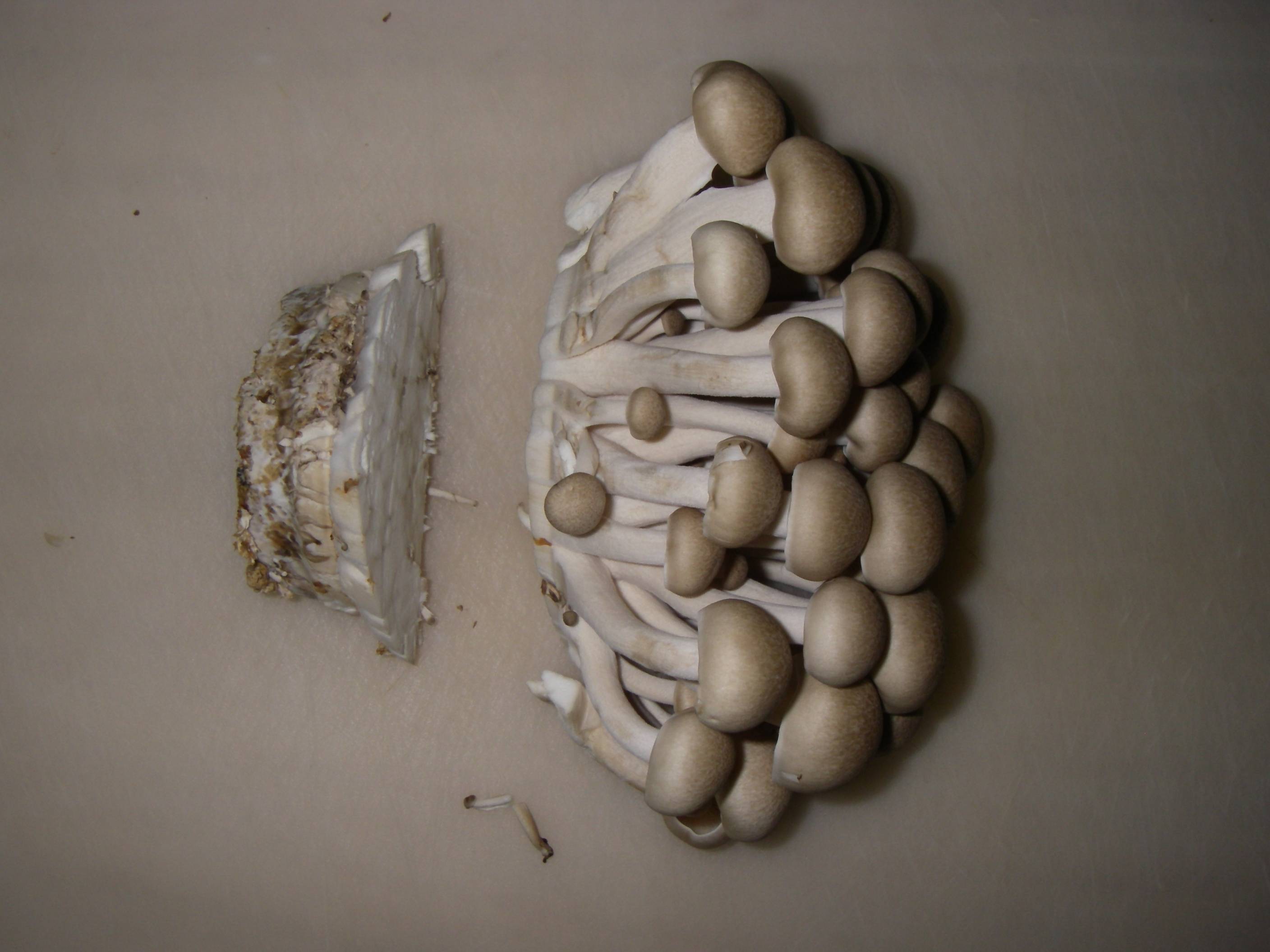 �������߂��̍����@���߂��̐؂��