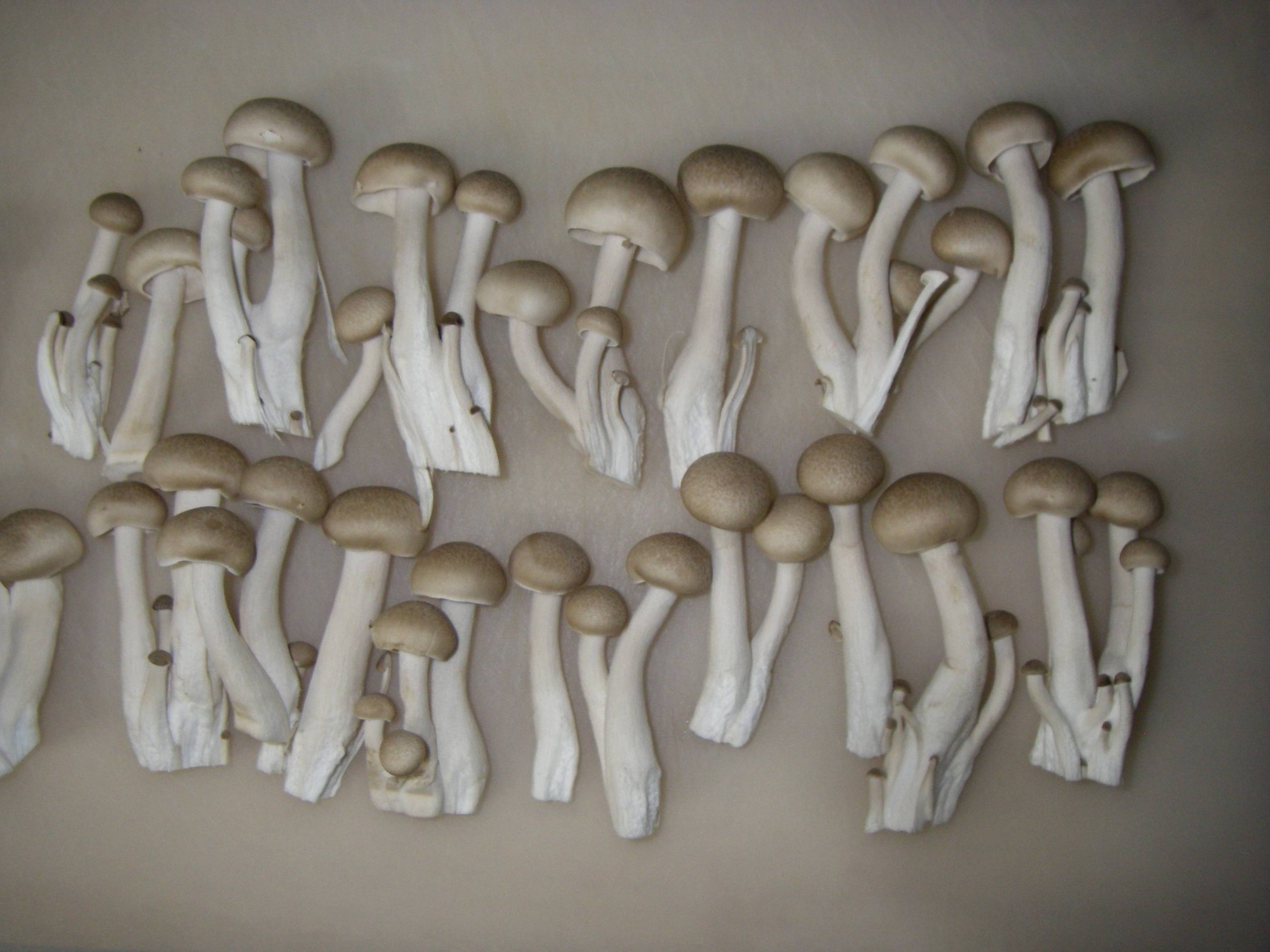 �������߂��̍����@���߂��̐؂���@�q�[�ɕ�����