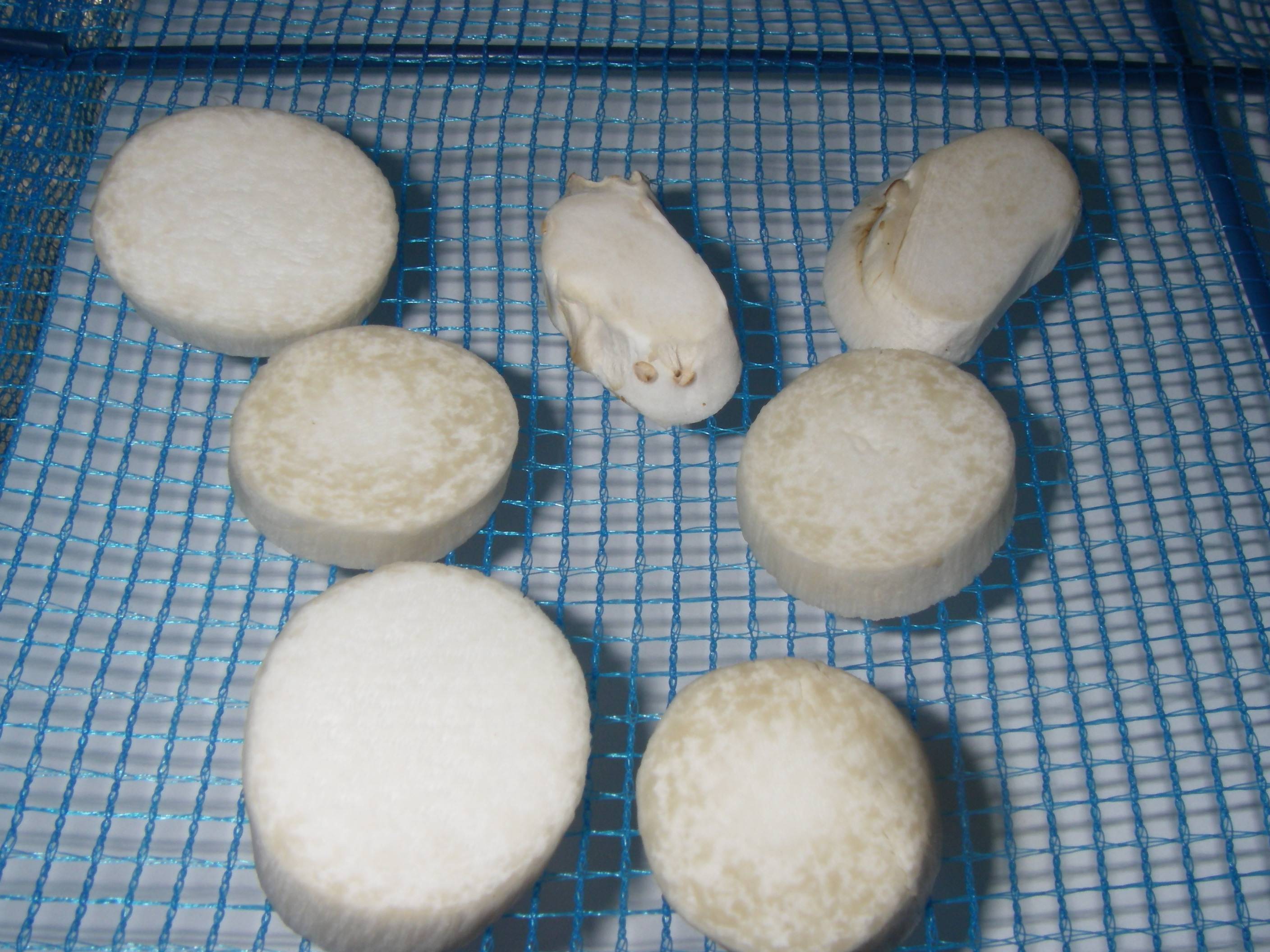 �����G�����M�̍����@�֐؂�ł̊�����