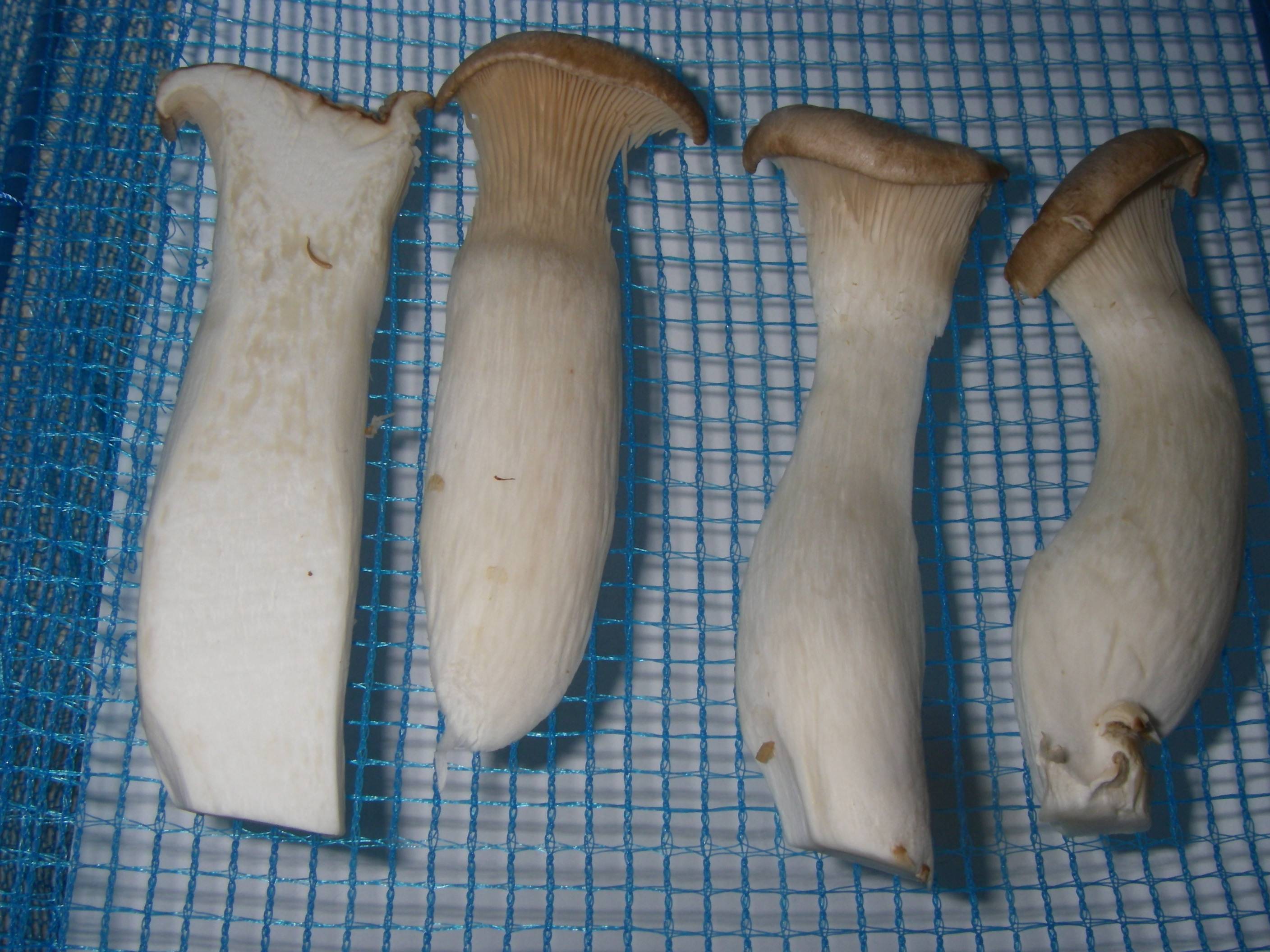 �����G�����M�̍����@�c�؂�ł̊�����