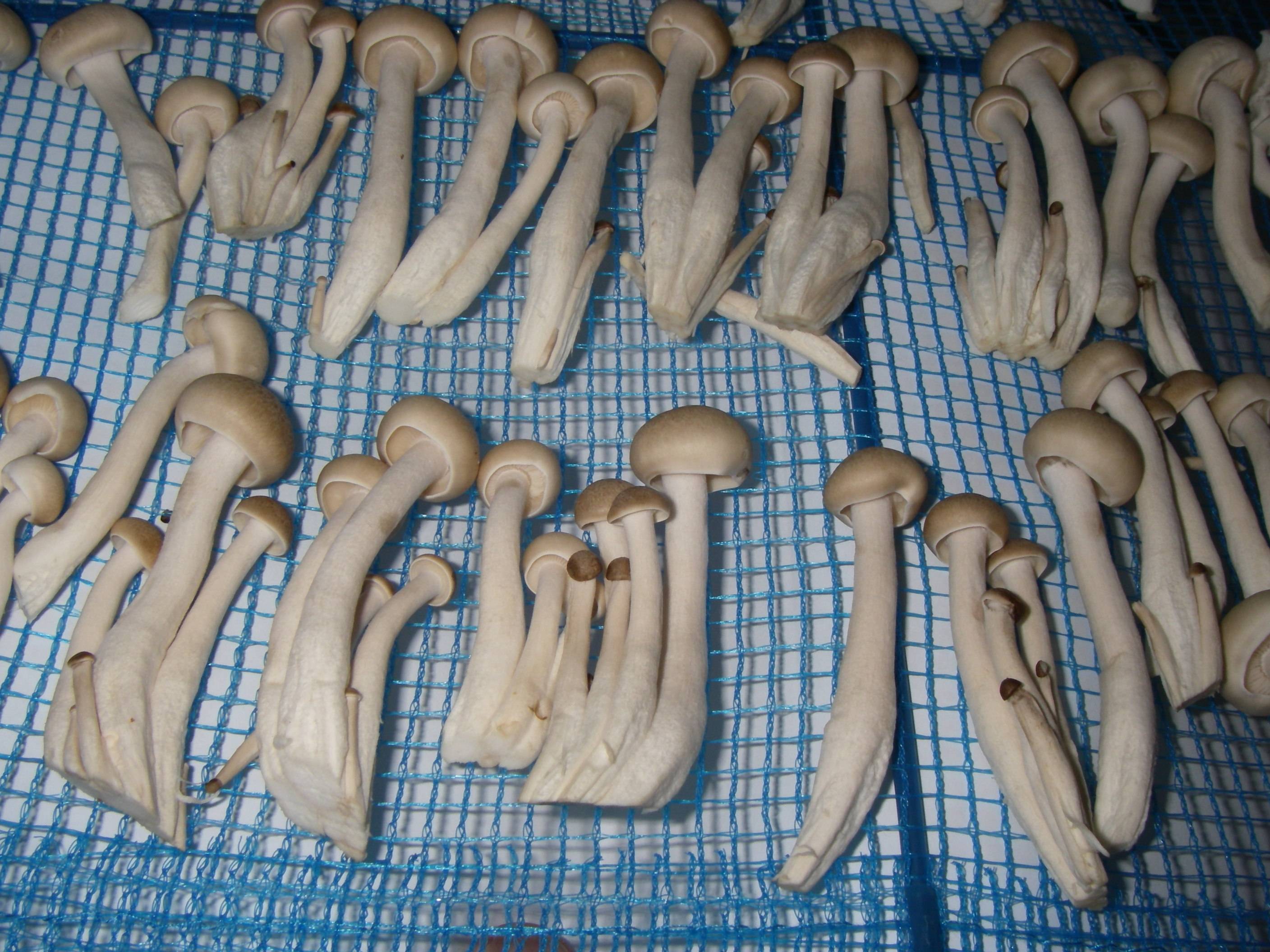 �������߂��̍����@������