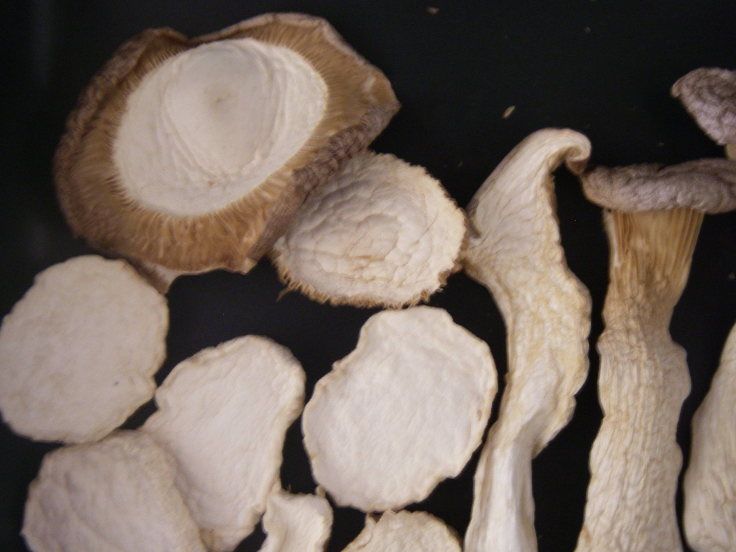 �����G�����M�̍����@�t���h���C�̊����G�����M�@�A�b�v