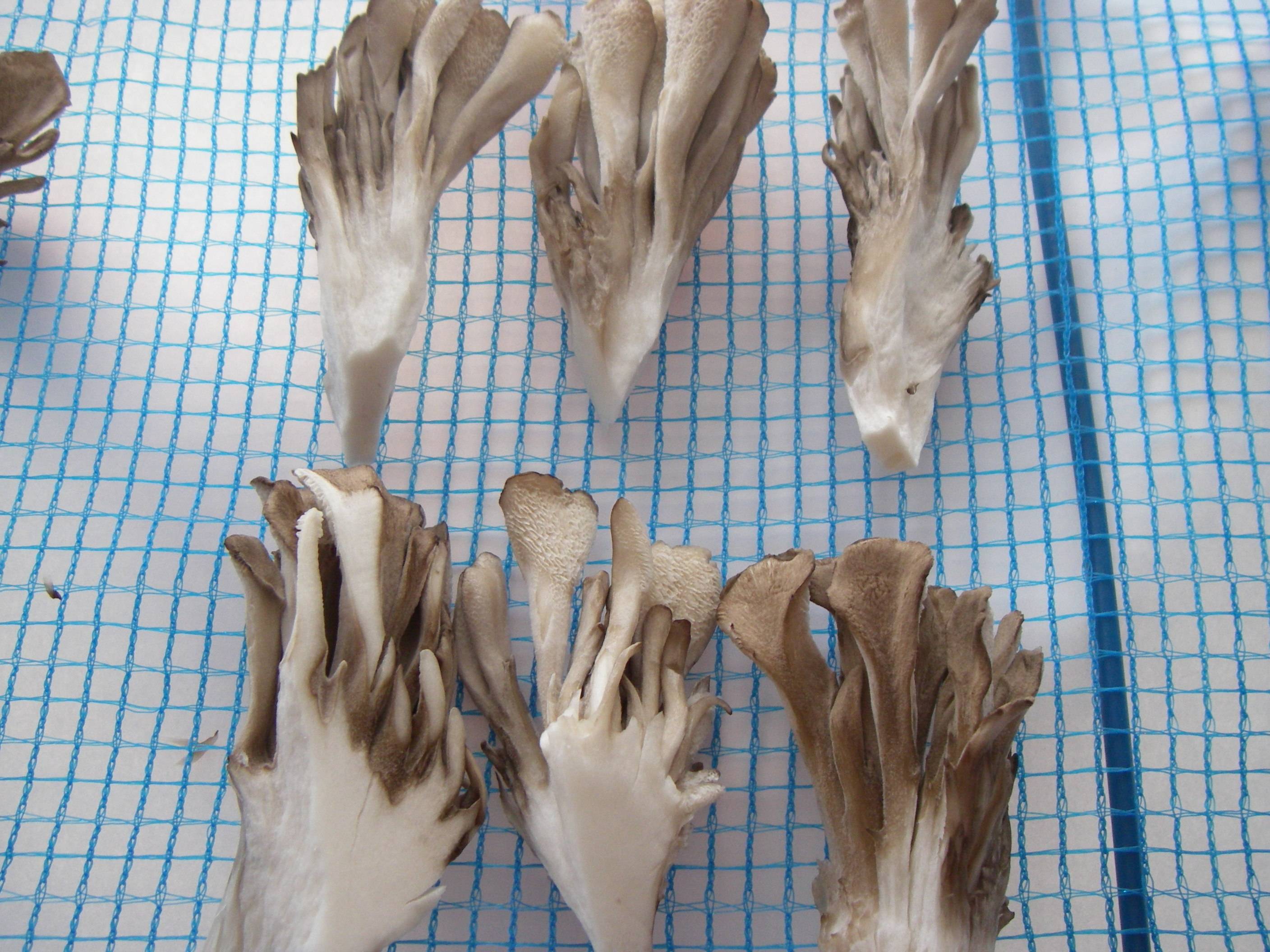 ��������(�܂�����)�̍����@������