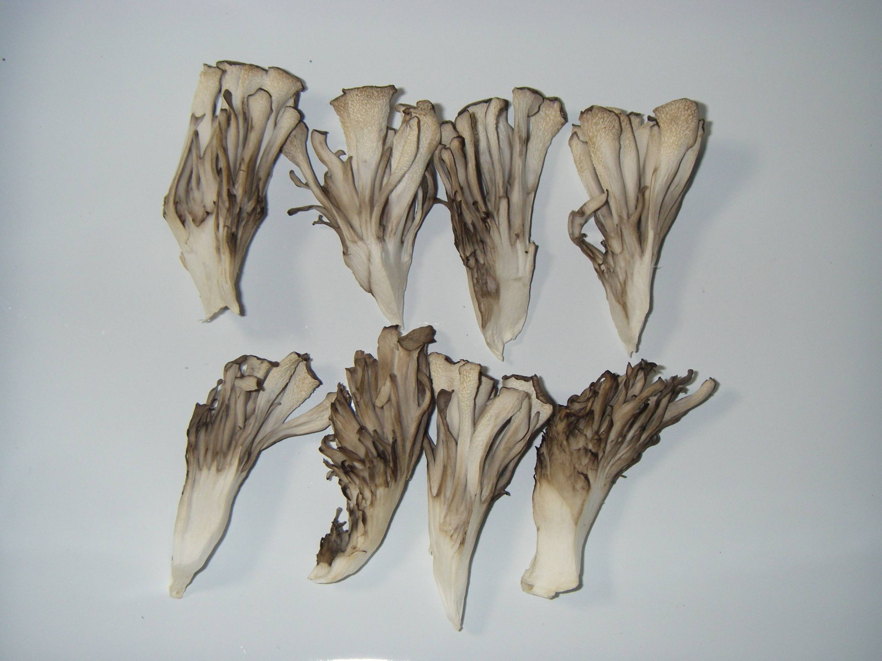 ��������(�܂�����)�̍����@�Z�~�h���C���������̊����C���[�W